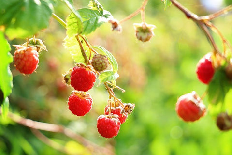 Raspberries - Harvest Haven