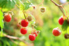 Raspberries - Harvest Haven